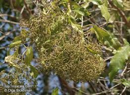 Image result for Nuxia