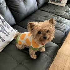 Puppy love grooming by lynn. Puppy Love Dog Grooming 10 Photos 16 Reviews Pet Groomers 1234 Anderson Ave Fort Lee Nj Phone Number