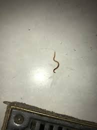 We did not find results for: Is This An Earthworm Found It In My Bathroom Vermiculture