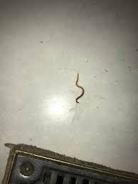 I've had this snake for 6 months now, he's about a year or so old and never had any problems before. Is This An Earthworm Found It In My Bathroom Vermiculture