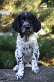 Image result for Velký münsterlandský ohař