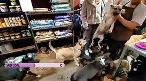 7,322 likes · 94 talking about this. Pet Shop Employee Fired After Video Shows Dog Thrown To Concrete Floor The Independent The Independent