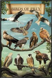 Birds Of Prey Digital Release Date Birds Of Prey Birds Of Prey Prey Birds