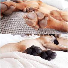 brown and black paws brown black paws brownandblack pfotenliebe pfotchen vizsla pfoten mops