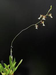 Image result for Mystacidium gracile