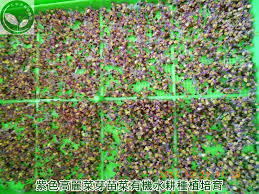 全自動有機芽菜機 有機芽菜箱 芽菜種子 紫色高麗菜 有機水耕蔬菜種植方法教學 city photo photo aerial