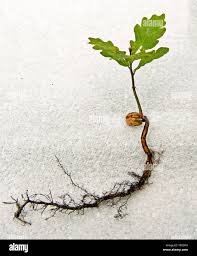 Image result for oak sapling