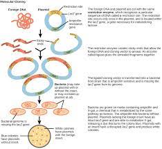 Transgenic organisms are organisms whose genetic makeup has been altered by the addition of genetic material from an unrelated organism. Biotechnology Openstax Biology 2e