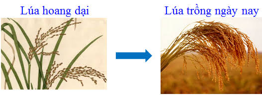 Sự thật thú vị là cây lúa bắt nguồn cách đây 9000 năm về trước | Tâm Gạo