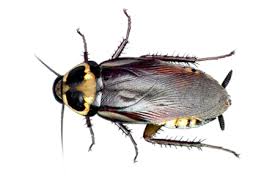 If you need a property manager in brevard county, make sure that you take the time to choose the best. Melbourne Fl Home Cockroach Exterminator Services Melbourne Fl Cockroach Control Brevard County Fl Cockroach Treatments Get Beachside Cockroach Pest Control
