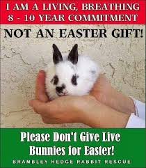 Please Don T Give Live Rabbits As Presents Pet Bunny Animals Bunny