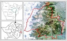 Image result for Schizochilus lepidus