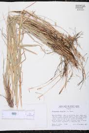 Image result for Heteropogon