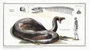 41 Strange On Twitter Extinct Animals Animals Prehistoric Animals