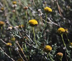 Image result for Pentzia incana