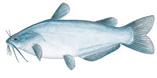 In Depth Report Blue Catfish Guide On Lake Tawakoni Andrew Taylor