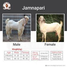 The male goat, 2 years old or 4 teeth superior buck also used for grading up the non. Goat Farming In Maharashtra India Boer Goat Farming Services