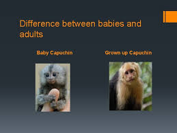 Check spelling or type a new query. Capuchin Monkeys The Most Cute Amazing And Awesome