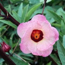 We did not find results for: Red Roselle Is A Unique Hibiscus For The Edible Or Ornamental Garden Finegardening