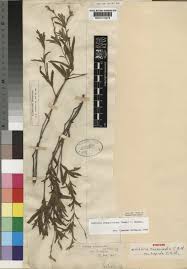 Image result for Justicia anagalloides