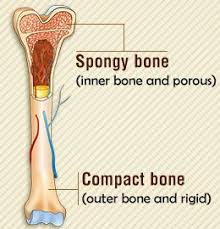 Compact bone forms the outer layer of all bones and most of the structure of long bones see diagram right. Spongy Bone Vs Compact Bone Body Anatomy Human Body Anatomy Nursing School Tips