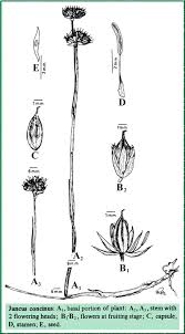 Image result for Juncaceae