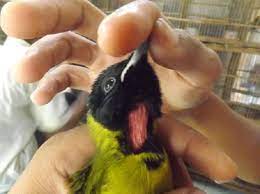 Check spelling or type a new query. Ciri Fisik Burung Samyong Jantan Dan Betina Serta Cara Membedakannya
