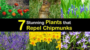 My uncle used the old water in a bucket and walk the plank trick and got 11, but then no more. 7 Stunning Plants That Repel Chipmunks