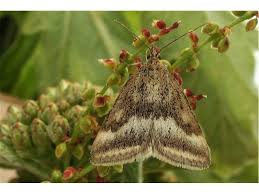 Image result for Pyrausta aerealis