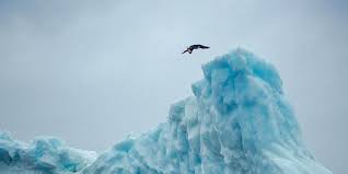 Climbing An Iceberg For An Extreme Cliff Dive