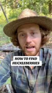 The secret to finding huckleberries #foraging #camping #outdoors  #huckleberries