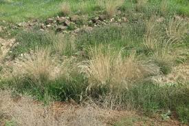 Image result for Aristida effusa