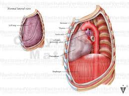 Image result for Pericardium