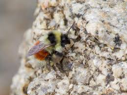 Image result for Bombus lapponicus