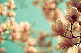 Magnolia Magnificence Floral Wallpaper Desktop Flowers Floral Wallpaper
