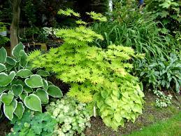 Posts About Hakonechloa Macro Aureola On Green Theatre Maple Tree Landscape Japanese Maple Tree Landscape Shade Garden Plants