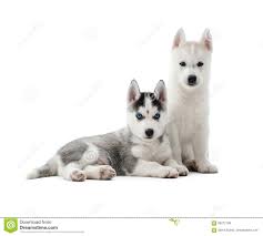 Husky Puppies Like Wolf With Gray And White Color Of Fur Stock Image Image Of Black Grey 99272169
