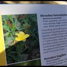 Image result for Menodora heterophylla