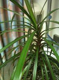 Search our extensive houseplant guide and find plant care advice for your specific indoor houseplants. House Plant Identification Need Help Id Ing A House Plant Palms Tree Insect How To Tropical House Plants Palm House Plants Plants