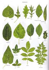 Planche Feuillus 2 Feuille Arbre Reconnaitre Les Arbres Feuille