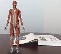 There are different types of muscle, and some are controlled automatically by the autonomic nervous system. Anatomy And Physiology Anatomical Position And Directional Terms