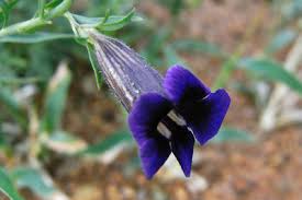 Image result for Aptosimum lugardiae