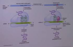 Mutation simulation by biology roots | teachers pay teachers. What Is A Gene Mutation Quizlet