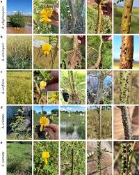 Image result for Aeschynomene cristata