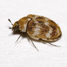 Black Beetle Like Bug In House Pin On Carpet Beetles