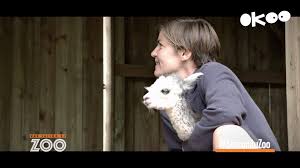 Pour cela, rejoins les 2 enclos qui te sont attribue´s en re´pondant aux diffe´rentes questions accessibles aux plus jeunes sur les animaux du zoo et sur le me´tier de soigneur.pour. Une Saison Au Zoo Publications Facebook