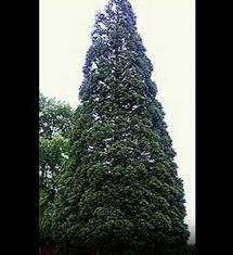 Maybe you would like to learn more about one of these? Buy Affordable Giant Sequoia Trees At Our Online Nursery Arbor Day Foundation Buy Trees Rain Forest Friendly Coffee Greeting Cards That Plant Trees Memorials And Celebrations With Trees And More