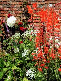 Image result for Hermannia floribunda