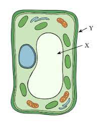 Allows materials in and out. Lesson Worksheet Animal And Plant Cells Nagwa