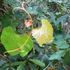 Image result for Rhoicissus digitata